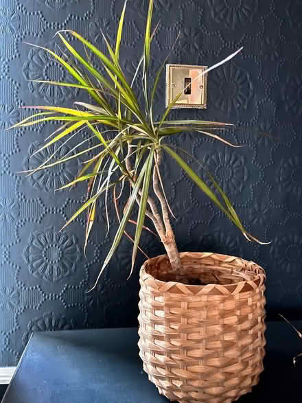 Photo of free Sad houseplants (Wadsley S6) #1