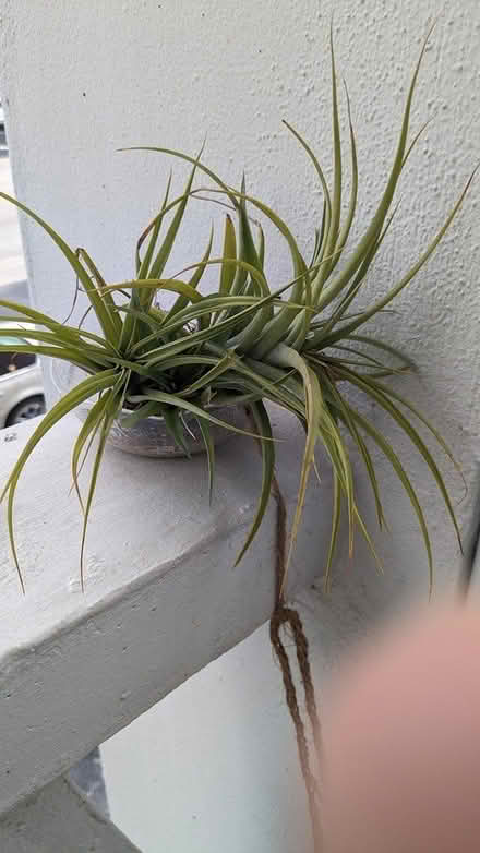 Photo of free Plants (Hallandale Beach) #4