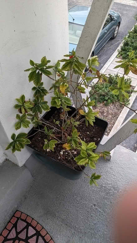 Photo of free Plants (Hallandale Beach) #3