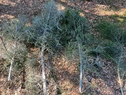 Photo of free XL Pencil Cactus cuttings (South West Pasadena.) #2