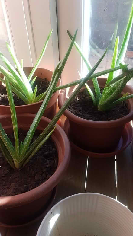 Photo of free aloe vera plants (Bushey Heath WD23) #1