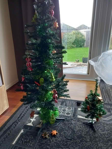 Photo of free Christmas trees (Waterlooville and cowplain) #1