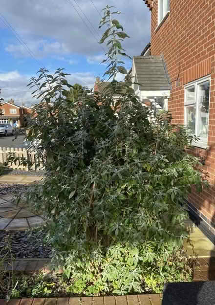 Photo of free Buddleia (Newbold Verdon LE9) #1