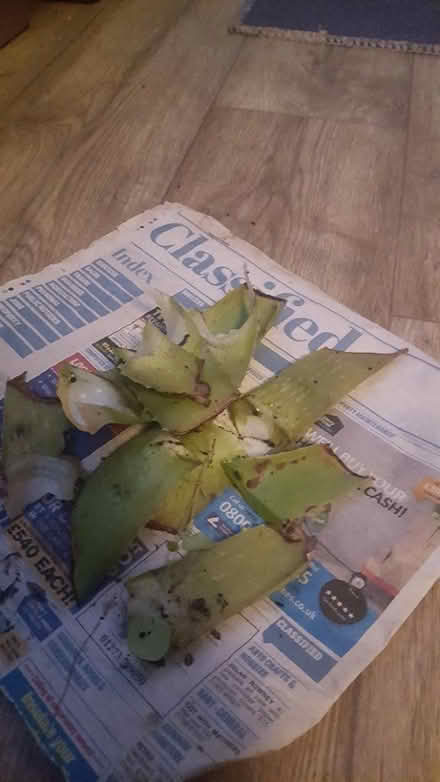 Photo of free Aloe Vera offcuts (Woodingdean) #1