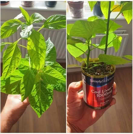 Photo of free Scotch Bonnet Chilli houseplant (ME8, Gillingham) #1