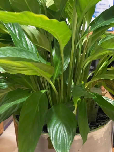 Photo of free Peace Lily with Pot and Stand. (Langham NR25) #1
