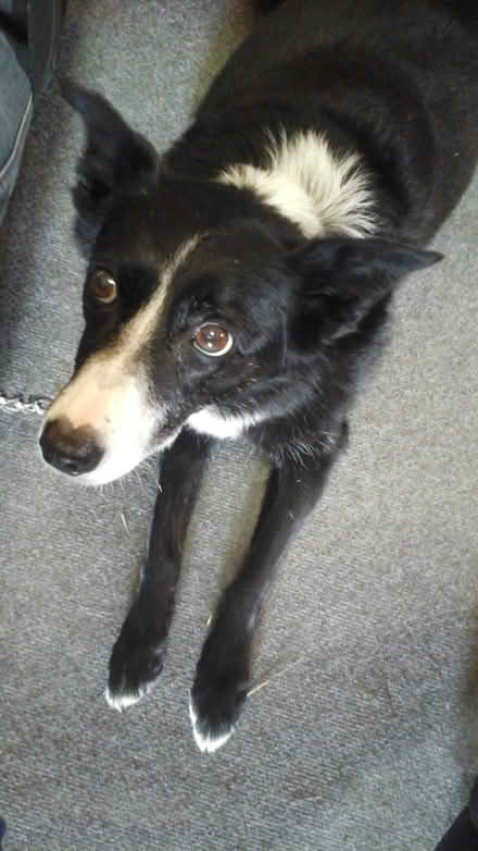 Photo of Balls for rescue dog (CH7 Bro Alun area) #1