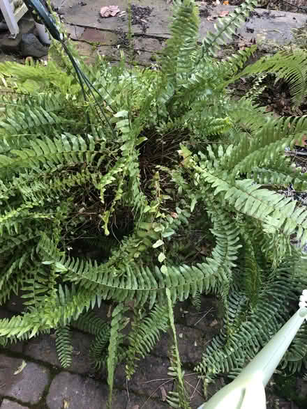 Photo of free Boston Fern (Tarrytown) #2