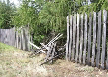 Photo of Chicken wire and wood fence board (Phoenix) #2