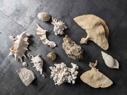 Photo of free Shells (Horwich End SK23) #1