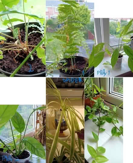 Photo of free Indoor plants give away (Gilesgate DH1) #1