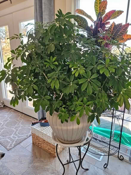 Photo of free Large 'Umbrella Plant' with pot (Highlands, NJ) #1