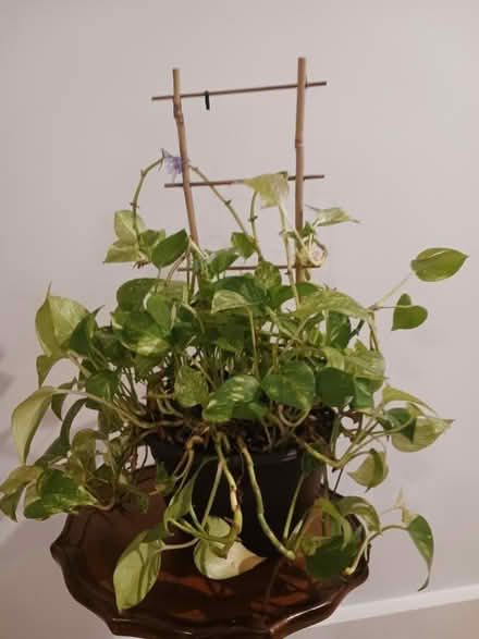 Photo of free House plant (Lefferts Gardens) #1