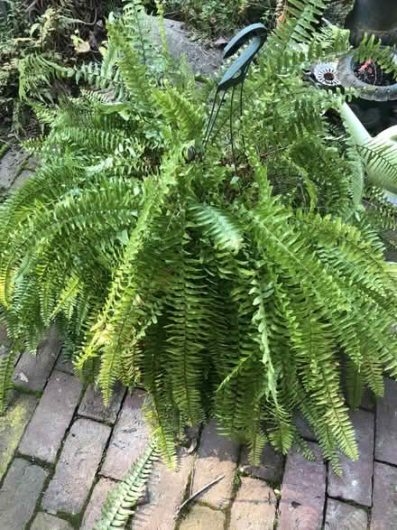 Photo of free Boston Fern (Tarrytown) #1