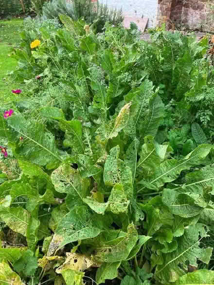Photo of free Horseradish plants (Meole Brace SY3) #1