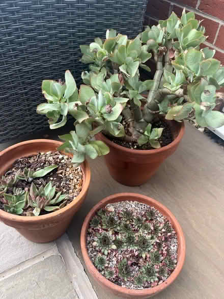 Photo of free Succulents in terracotta pots (Woodlaithes village S66) #2
