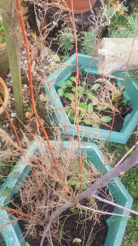 Photo of free Tamarisk Sapling (CT15) #1