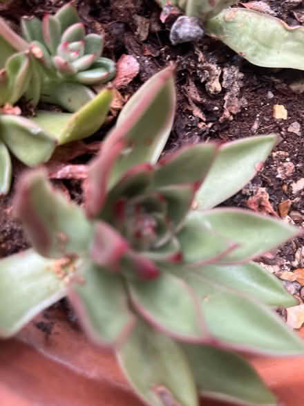 Photo of free Succulents in terracotta pots (Woodlaithes village S66) #3