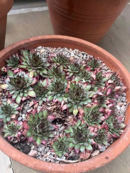 Photo of free Succulents in terracotta pots (Woodlaithes village S66) #1