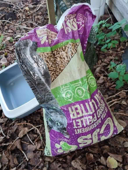 Photo of free Cat Litter Tray and Litter (Keynsham, BS31) #2