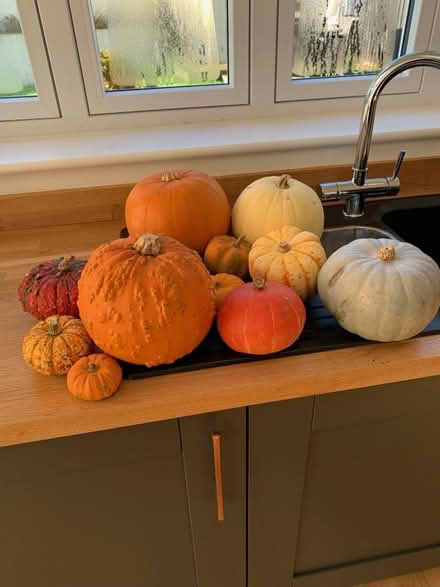 Photo of free Pumpkins (Broxbourne EN10) #1