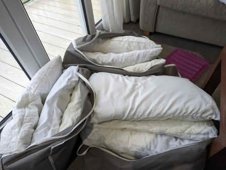 Photo of free Pillows (CT5) #1