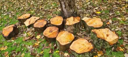Photo of free Horse chestnut logs (SW15) #1