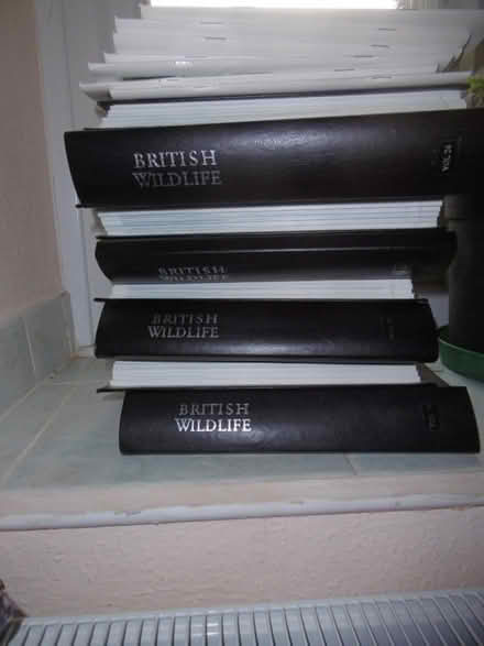 Photo of free British Wildlife Magazines (New Radnor LD8) #1