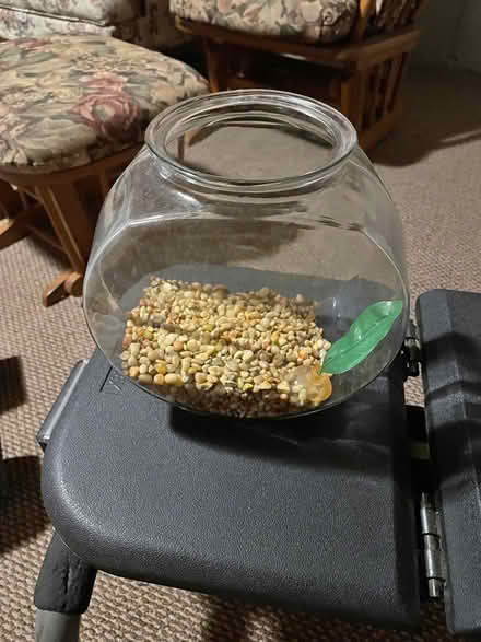Photo of free Fish bowl (Milton (Thompson and Derry)) #1