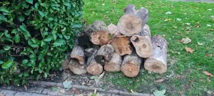 Photo of free Logs (SW19) #1