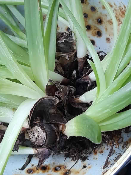 Photo of free Aloe Vera outgrows (Springfield , MK6) #2