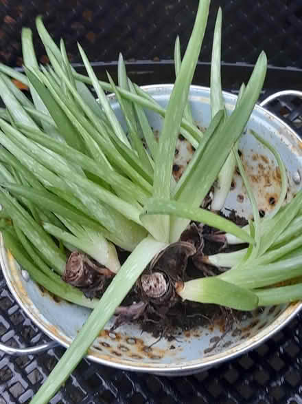 Photo of free Aloe Vera outgrows (Springfield , MK6) #1