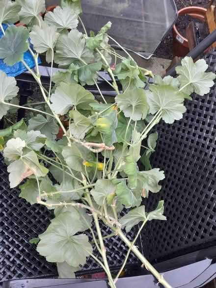 Photo of free Geranium cuttings (Springfield , MK6) #2