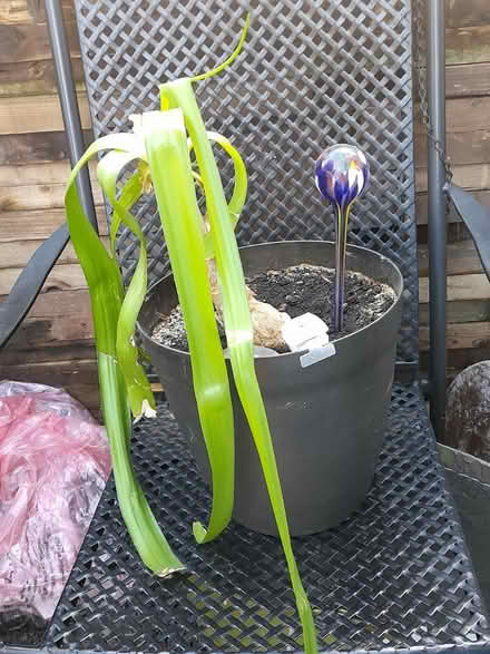 Photo of free Plant "Pregnant onion" (Springfield , MK6) #1