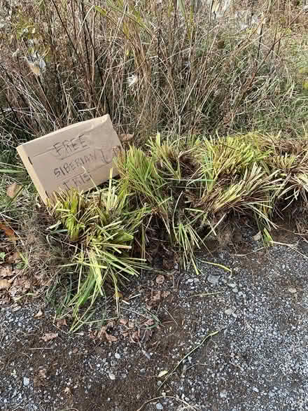 Photo of free Siberian Iris Tubers (Berne) #2