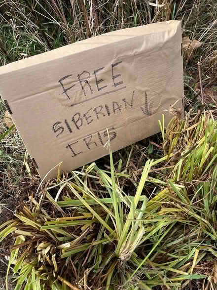 Photo of free Siberian Iris Tubers (Berne) #1