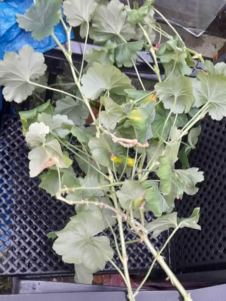 Photo of free Geranium cuttings (Springfield , MK6) #1