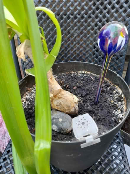 Photo of free Plant "Pregnant onion" (Springfield , MK6) #2