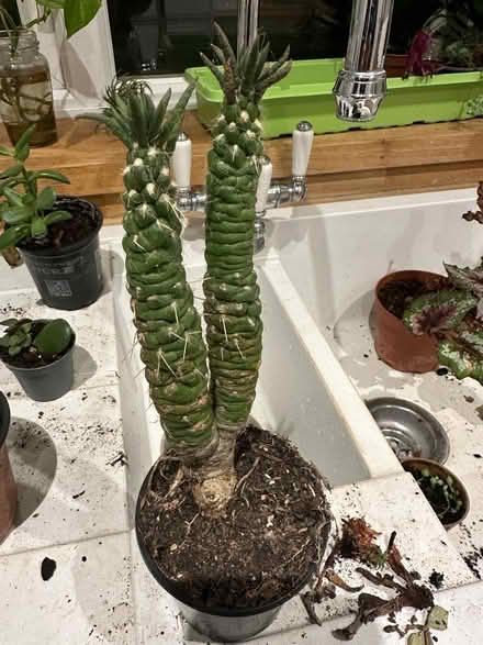 Photo of free Cactus (North Tonbridge TN10) #1