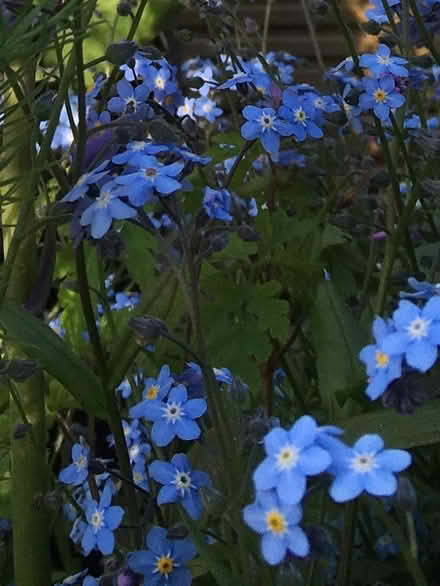 Photo of free Forget-me-nots (Eastbourne BN21) #2