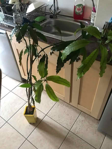 Photo of free Mango plant (SG1 Stevenage) #1