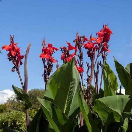 Photo of free Canna Lily Bulbs (Troy) #1