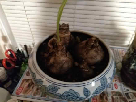 Photo of free 4 Lg Amaryllis Bulbs and 3 small (Pawtucketville / Lowell) #1
