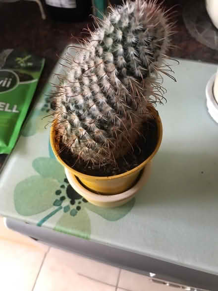 Photo of free Two cacti (SG1 Stevenage) #1