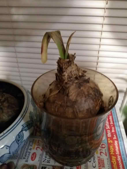 Photo of free 4 Lg Amaryllis Bulbs and 3 small (Pawtucketville / Lowell) #2