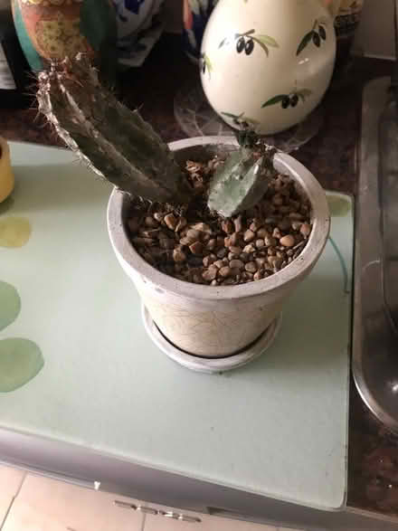 Photo of free Two cacti (SG1 Stevenage) #2