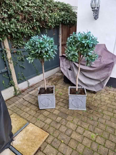 Photo of free Fake pair Bay half standards (Brentwood) #1