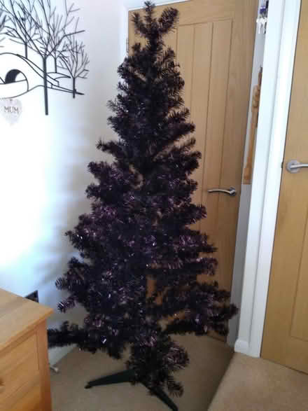 Photo of free Chocolate Brown Christmas Tree (Sidford EX10) #2