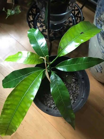 Photo of free Mango plant home grown (SG1 Stevenage) #1