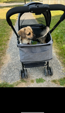 Photo of free Dog stroller (Elkridge) #1
